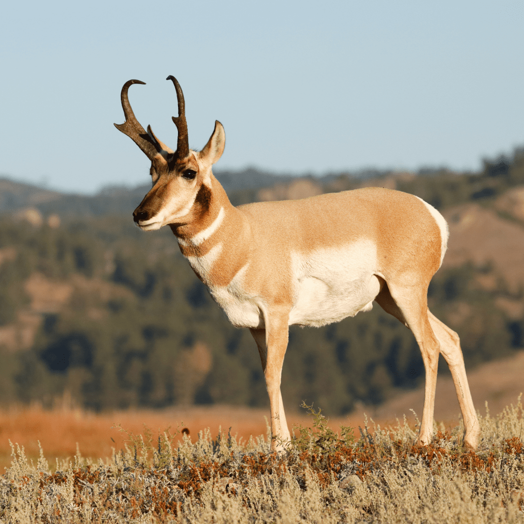 OOTA 88th Annual Trek